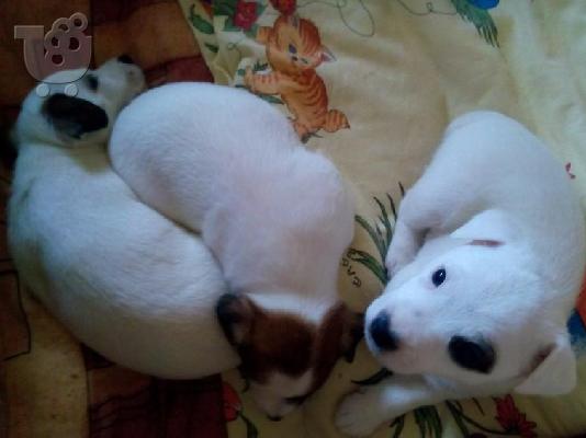 Kαλή τιμή!!!.Πουλάω όμορφα κουτάβια ράτσα JACK RUSSEL TERRIER - Τζακ Ράσελ Τεριέ - 300 eur...